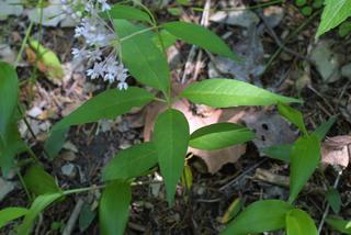 Asclepias quadrifolia, leaf - on upper stem
