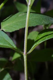 Asclepias quadrifolia, stem - showing leaf bases
