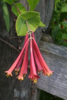 Lonicera sempervirens, inflorescence - whole - unspecified