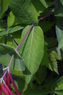 Lonicera sempervirens, leaf - on upper stem