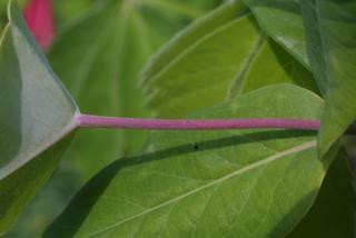 Lonicera sempervirens, stem - showing leaf bases