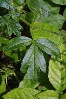 Phacelia bipinnatifida, leaf - on upper stem