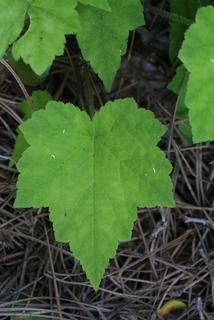 Tiarella cordifolia, leaf - basal or on lower stem
