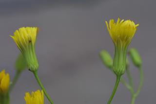 Crepis pulchra, inflorescence - lateral view of flower