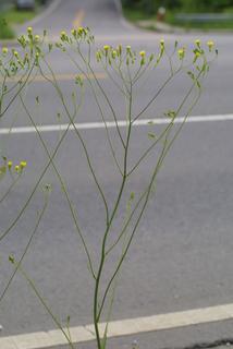 Crepis pulchra, inflorescence - whole - unspecified