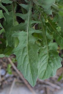 Crepis pulchra, leaf - basal or on lower stem