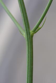 Crepis pulchra, stem - showing leaf bases
