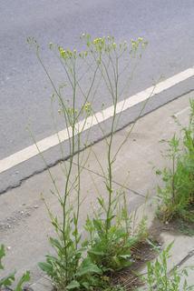 Crepis pulchra, whole plant - in flower - general view