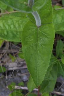 Penstemon tenuiflorus, leaf - on upper stem