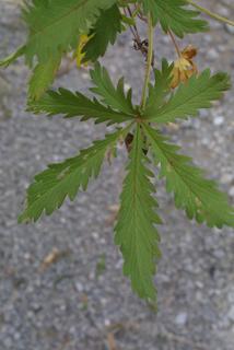 Potentilla recta, leaf - basal or on lower stem