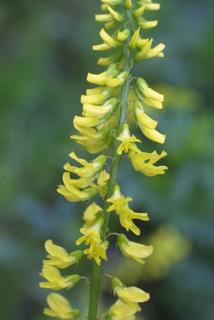 Melilotus officinalis, inflorescence - lateral view of flower