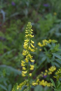 Melilotus officinalis, inflorescence - whole - unspecified