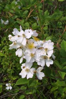 Rosa multiflora, inflorescence - whole - unspecified