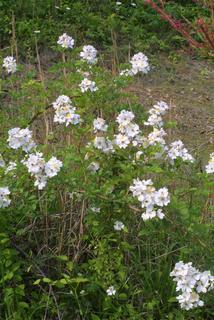 Rosa multiflora, whole tree or vine - general