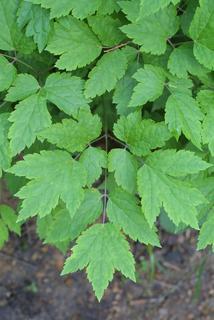 Actaea pachypoda, leaf - basal or on lower stem