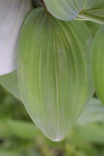 Polygonatum biflorum, leaf - basal or on lower stem