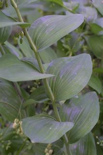Polygonatum biflorum, leaf - on upper stem