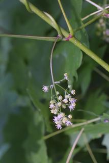 Menispermum canadense, inflorescence - whole - unspecified