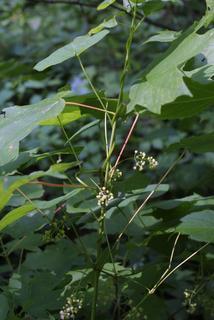 Menispermum canadense, whole tree or vine - general