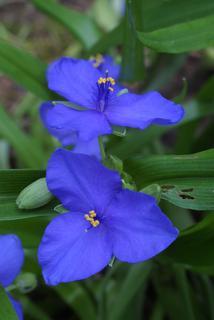 Tradescantia virginiana, inflorescence - frontal view of flower