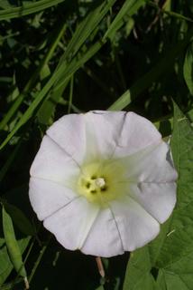 Calystegia sepium, inflorescence - frontal view of flower