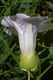 Calystegia sepium, inflorescence - lateral view of flower