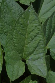 Calystegia sepium, leaf - on upper stem