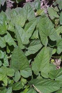 Calystegia sepium, leaf - unspecified
