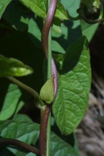 Calystegia sepium, stem - showing leaf bases