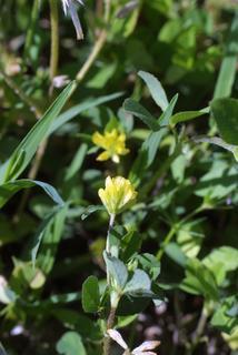 Trifolium dubium, inflorescence - whole - unspecified