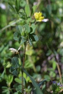 Trifolium dubium, whole plant - in flower - general view