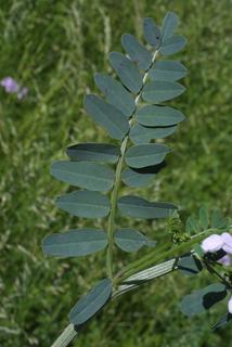 Coronilla varia, leaf - on upper stem