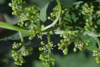 Vitis vulpina, inflorescence - frontal view of flower