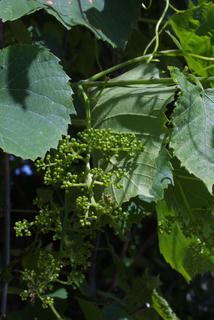 Vitis vulpina, inflorescence - whole - unspecified