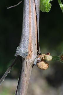 Vitis vulpina, bark - of a small tree or small branch