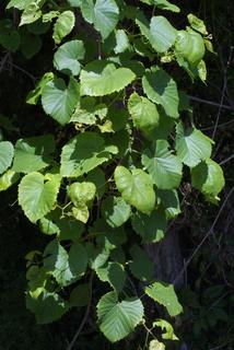 Vitis vulpina, leaf - showing orientation on twig