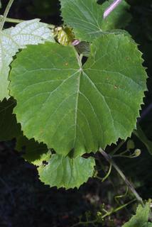 Vitis vulpina, leaf - whole upper surface