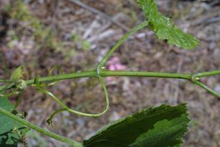 Vitis vulpina, twig - orientation of petioles