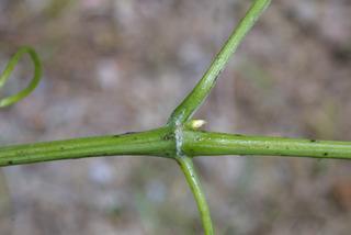 Vitis vulpina, twig - orientation of petioles
