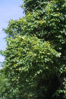 Vitis vulpina, whole tree or vine - general
