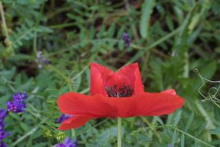 Papaver rhoeas, inflorescence - lateral view of flower