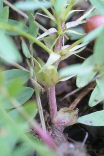 Astragalus bibullatus, stem - showing leaf bases