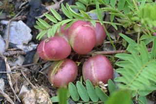 Astragalus bibullatus, fruit - as borne on the plant