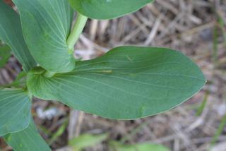 Bupleurum rotundifolium, leaf - basal or on lower stem