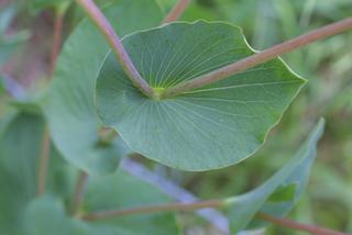 Bupleurum rotundifolium, leaf - on upper stem