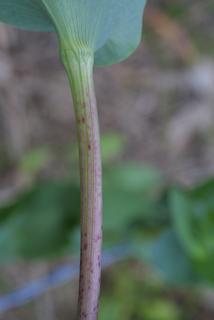Bupleurum rotundifolium, stem - showing leaf bases