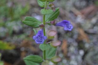Scutellaria parvula, inflorescence - frontal view of flower