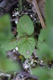 Scutellaria parvula, leaf - basal or on lower stem