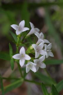 Hedyotis nigricans, inflorescence - frontal view of flower