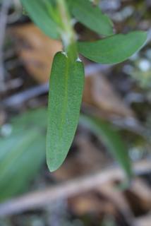 Hedyotis nigricans, leaf - basal or on lower stem
